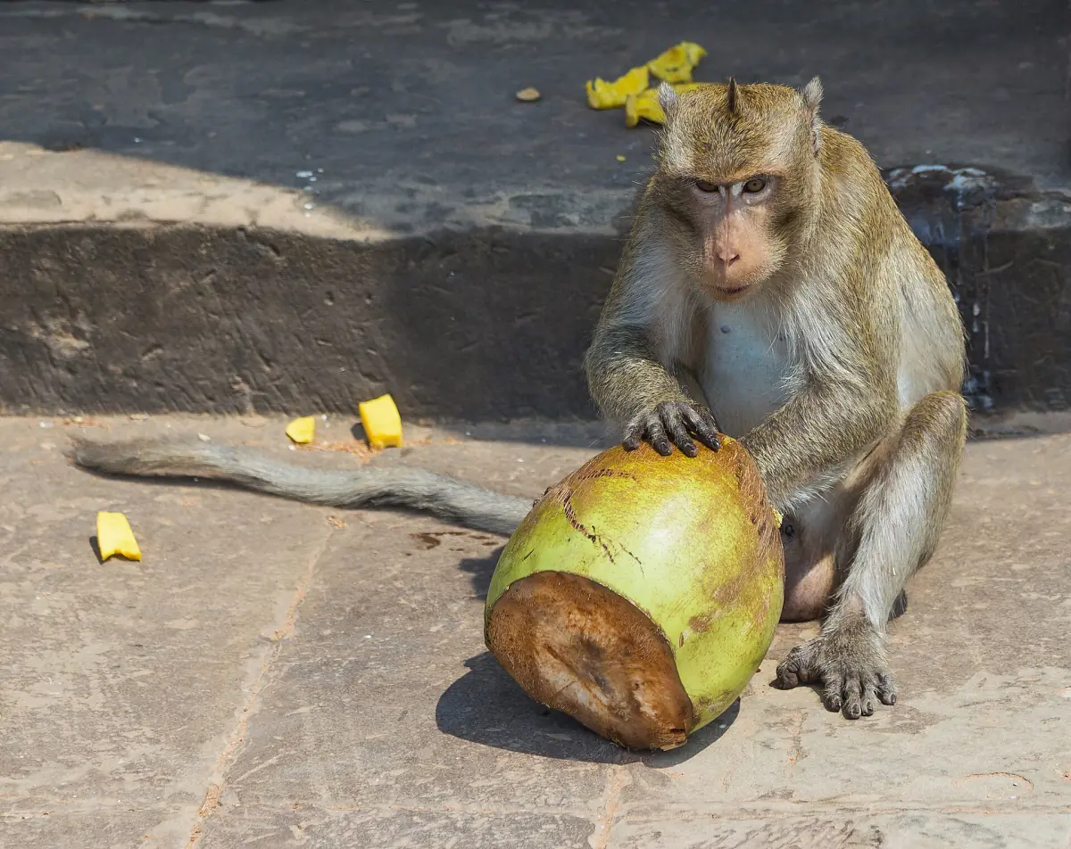 A macaque eating a coconut at Angkor Wat