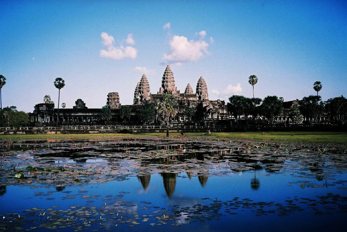 Lotusblätter auf dem Becken vor Angkor Wat