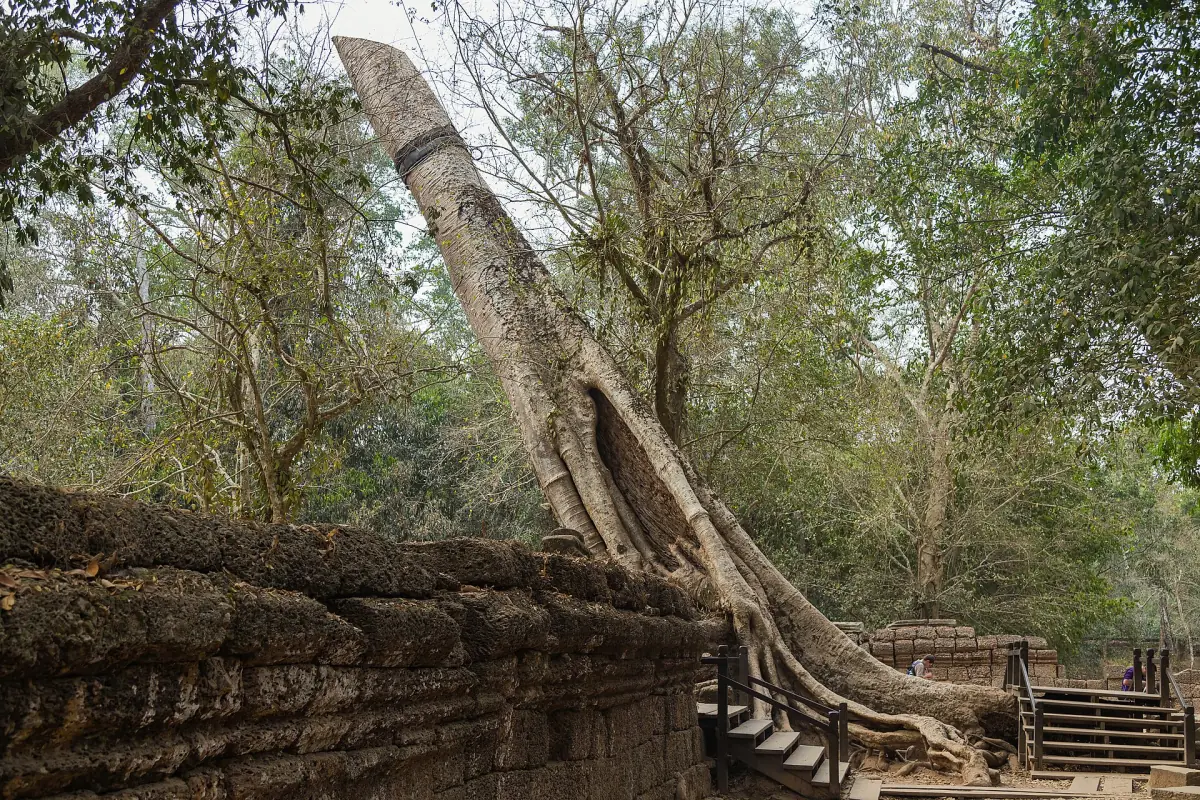 A giant tree on top of a Ta Prohm gallery